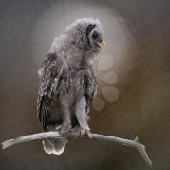 Young Barred Owl Perches on a Branch.Digital painting.