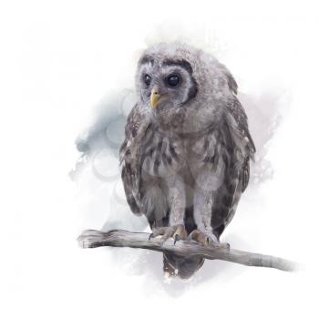 Young Barred Owl Perches on a Branch,Watercolor painting