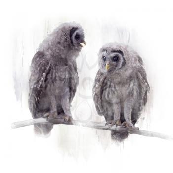 Young Barred Owls Perched on a Branch,Watercolor painting