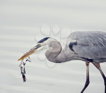 Great blue heron with a catfish