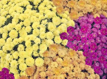 Colorful Chrysanthemum flowers background