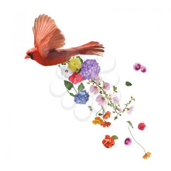 Male Northern Cardinal Flying with flowers ,watercolor painting isolated on white background