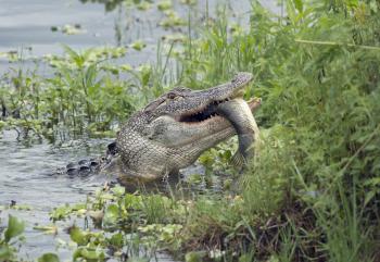 Alligator eating a large fish in Florida lake