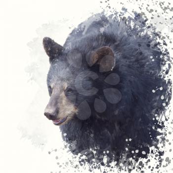 Black Bear portrait watercolor painting on white background