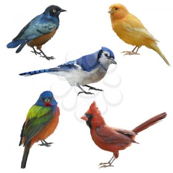 Birds set watercolor painting, isolated on white background