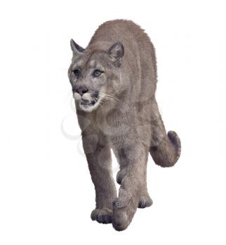 Florida panther or cougar digital painting on white background