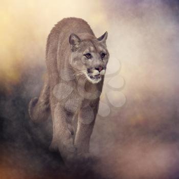 Florida panther or cougar digital painting 