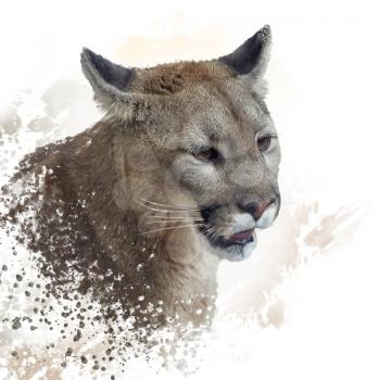 Florida panther or cougar digital painting