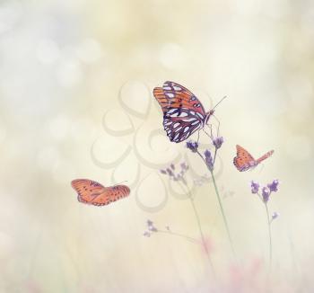 Gulf Fritillary butterflies in a meadow