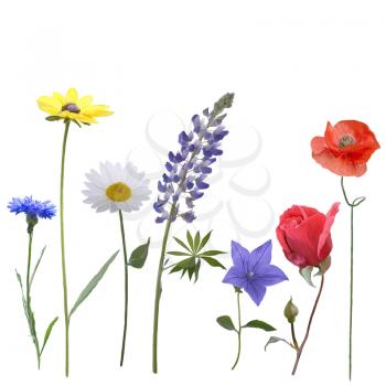 Flowers isolated on white background. Digital painting.