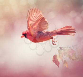 Male Northern Cardinal Flying  ,watercolor painting