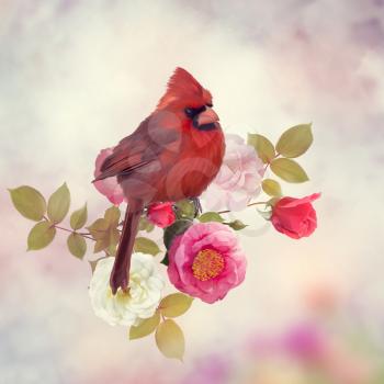 Male Northern Cardinal in the rose garden