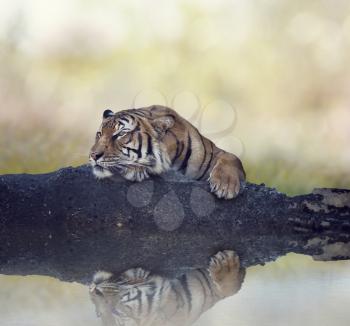 Bengal tiger resting on a rock near pond