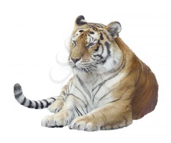 Digital Painting Of tiger portrait isolated on white background