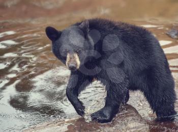 Young black bear in a pond