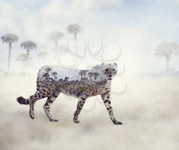 Double exposure of walking cheetah and palm trees