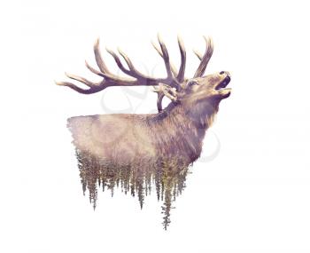 Elk and Forest. Watercolor Double Exposure effect on white background