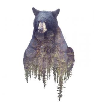 Bear and Forest. Watercolor Double Exposure effect on white background