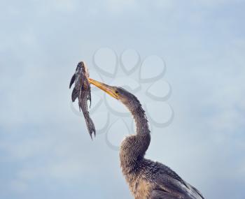 Anhinga with a fish against the sky