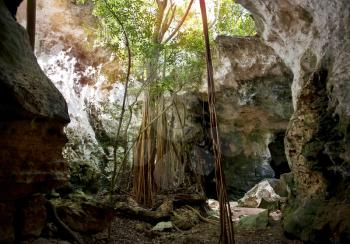 Collapsed Roof of The Cathedral Cave on Bahama Island of Eleuthera and Adaptive Vegetation