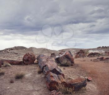 Fossilized Tree Trunks from the Triassic Period - Petrified Forest National Park, Arizona