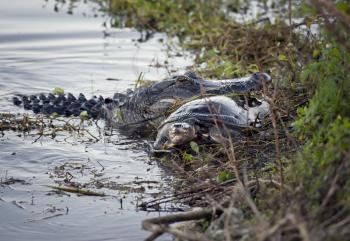 Alligator with a large turtle in its mouth