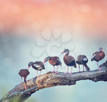 Black-bellied Whistling-Ducks on a tree