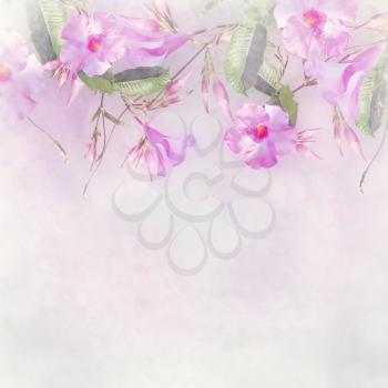 Pink Dipladenia flowers arrangement for background