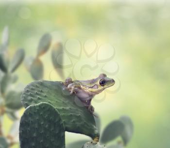 Green tree Frog on a cactus leaf