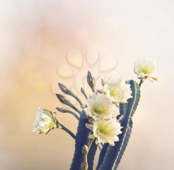 San Pedro Cactus with Beautiful White Flowers