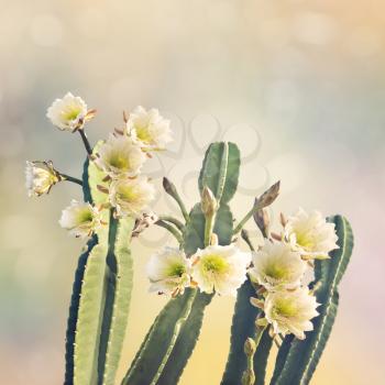 San Pedro Cactus with Beautiful White Flowers