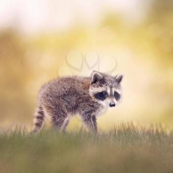 Baby Raccoon walking side view on the grass