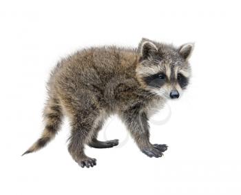 Baby Raccoon walking side view isolated on white background