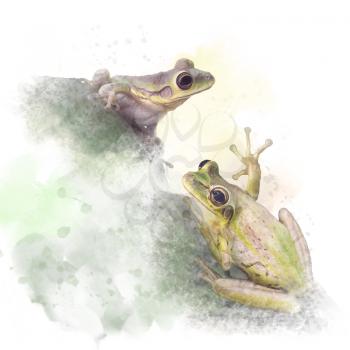 Two Tree Frogs watercolor on white background
