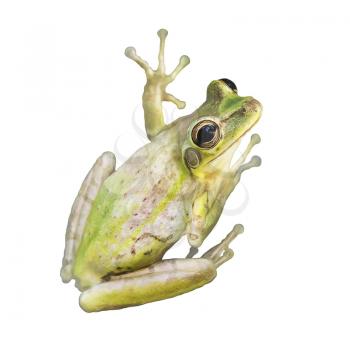Tree Frog watercolor isolated on white background