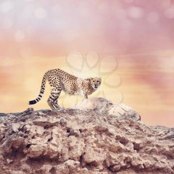 Young Cheetah standing on a top of rocks at sunset