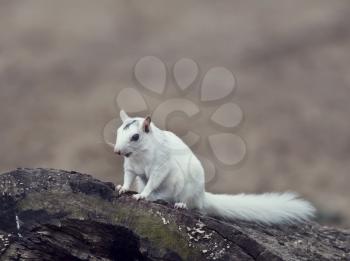 wild white albino squirrel sitting on a tree