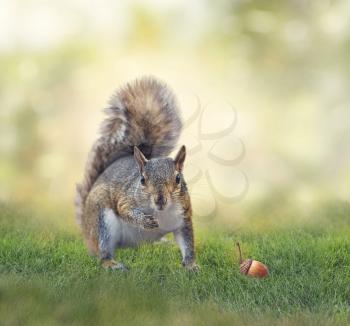 American gray squirrel on green grass