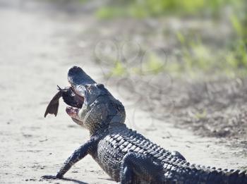 American alligator eating a large black bullhead catfish on a trail