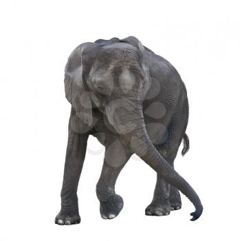 Young elephant playing isolated on white background