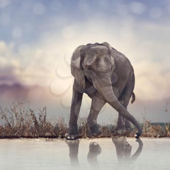Young elephant near water at sunset