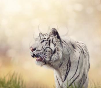 White tiger portrait against sunny background