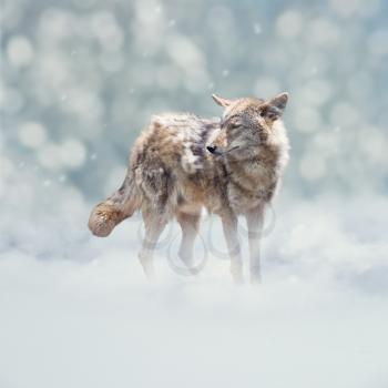 Young coyote walking  in the winter snow