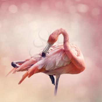 Pink Flamingo grooming its feathers,close up shot