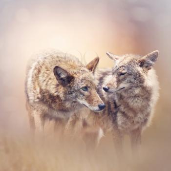 Two Young coyotes at sunset