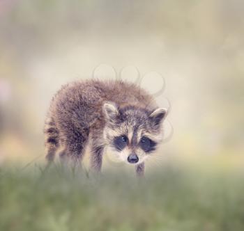 Cute Baby raccoon walking in the grass