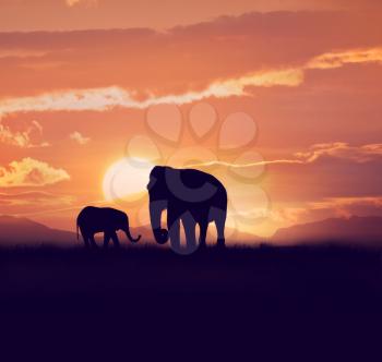 Baby and mother elephants at sunset