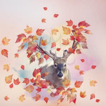 Deer portrait with autumn leaves.Fall concept.