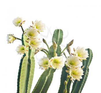 San Pedro Cactus with Beautiful White Flowers isolated on white background