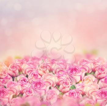 Beautiful pink roses bloom for background